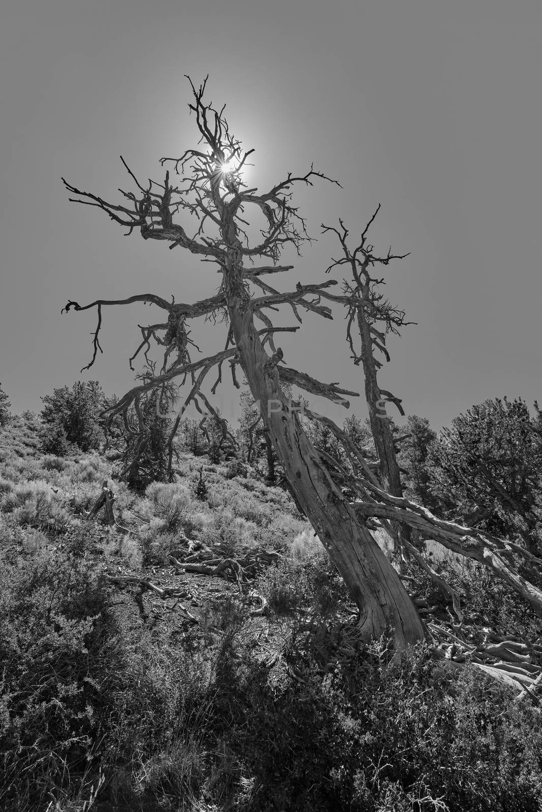 Black and white photo of dead Limber Pine with sun and sky.