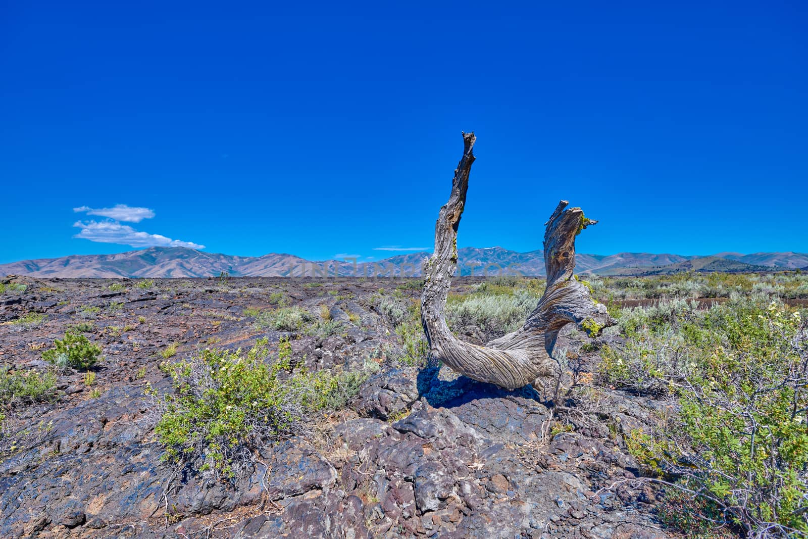 Twisted piece of wood on top of a lava flow at Craters of the Moon National Park.