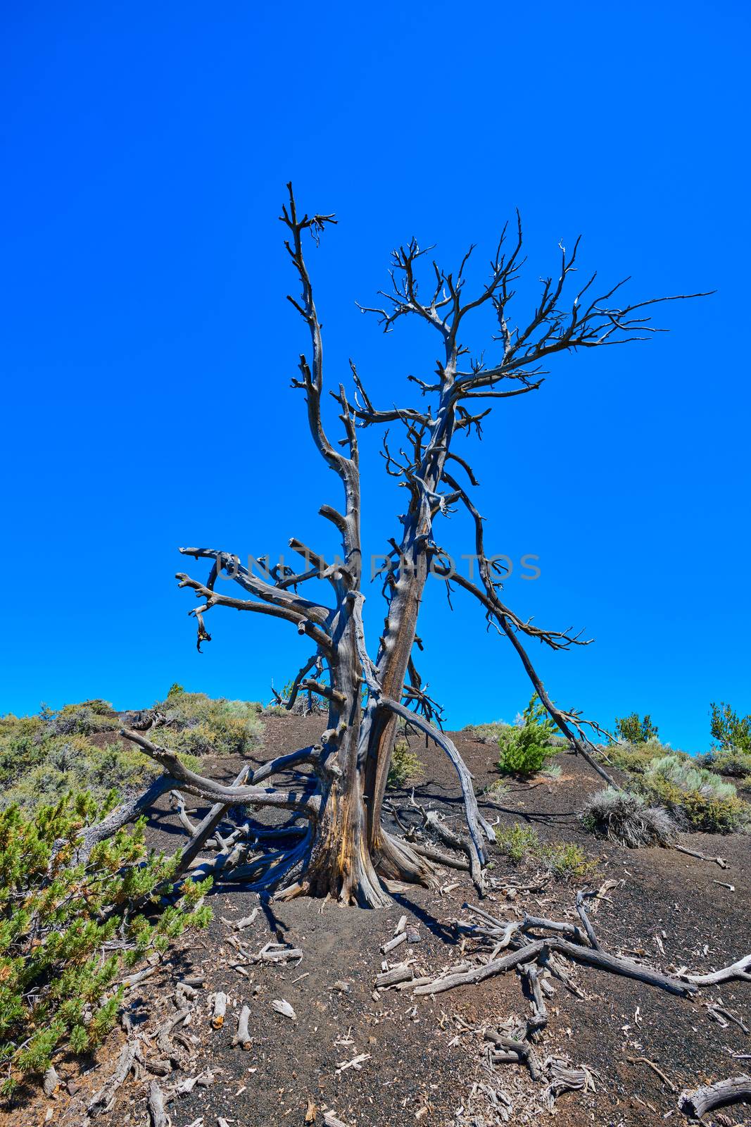 Dead Limber Pine with sun and blue sky. At Craters of the Moon National Park.