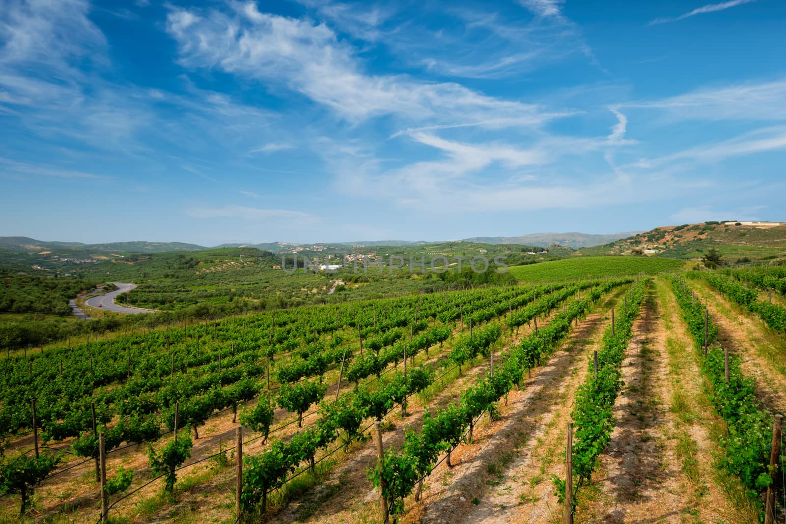 Wineyard with grape rows. Crete island, Greece