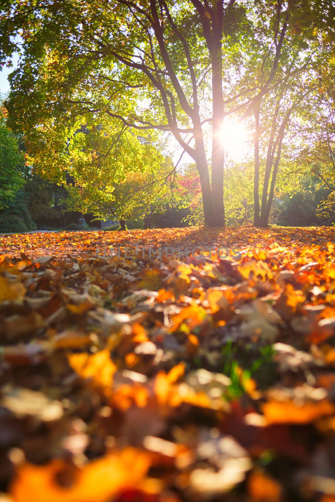 Golden autumn fall October in famous Munich relax place - Englischer Garten. English garden with fallen leaves and golden sunlight. Munchen, Bavaria, Germany