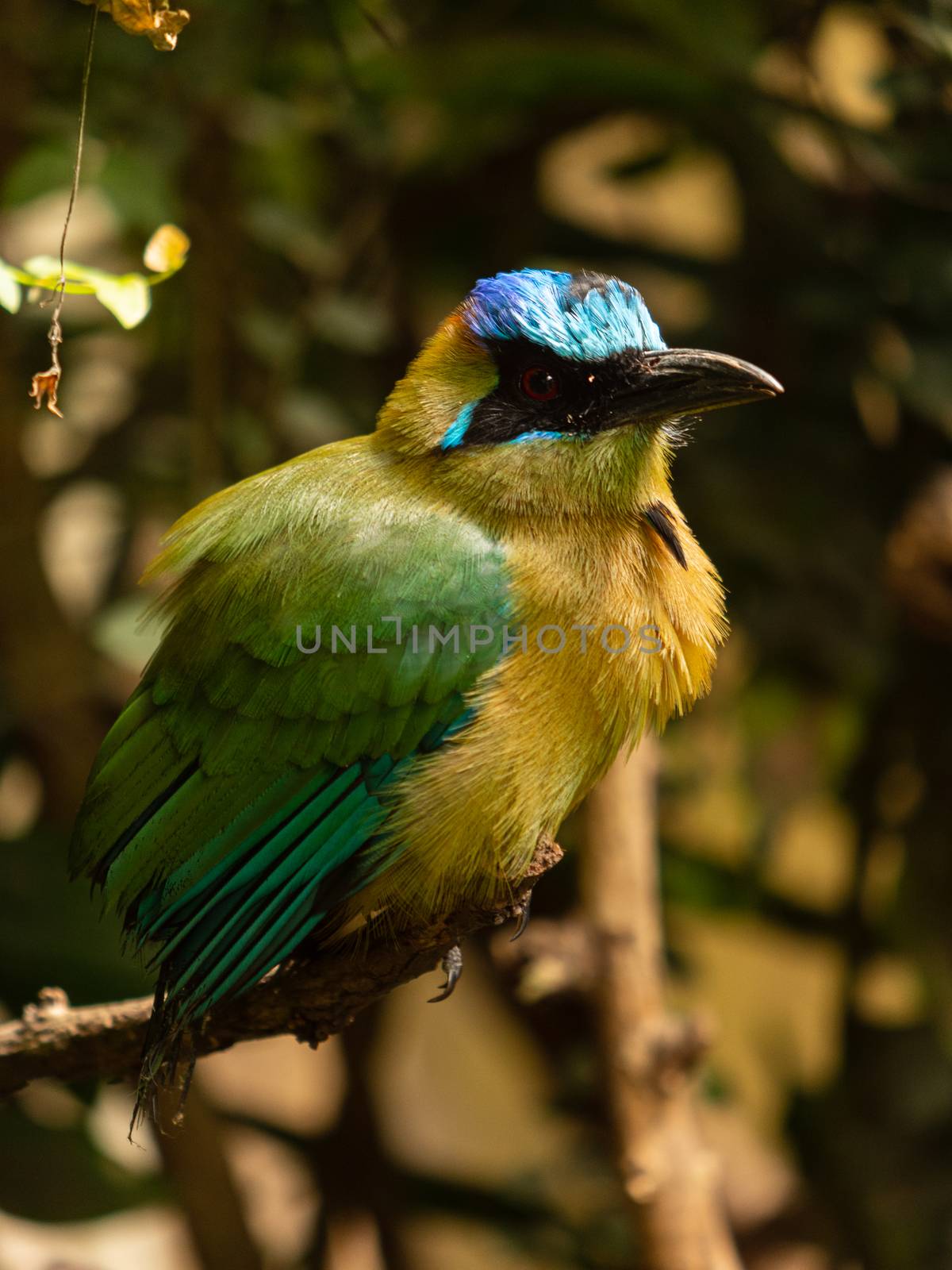Bee eater bird perched on a branch, naturalistic image of tropical bird