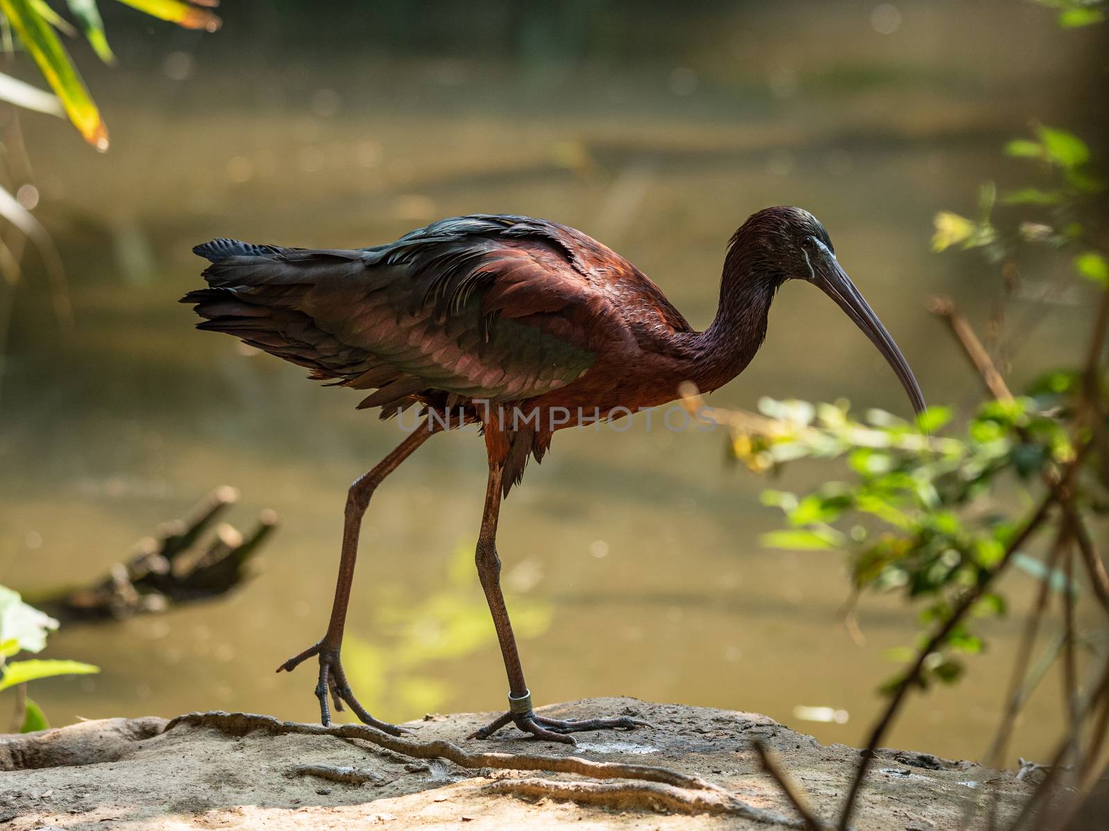 Close up shot of Glossy Ibis walking beside a pond, nature photography