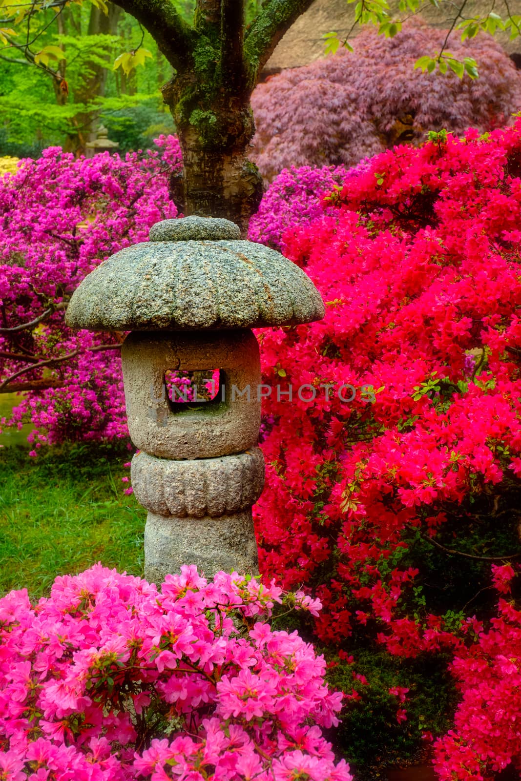 Japanese garden, Park Clingendael, The Hague, Netherlands by dimol
