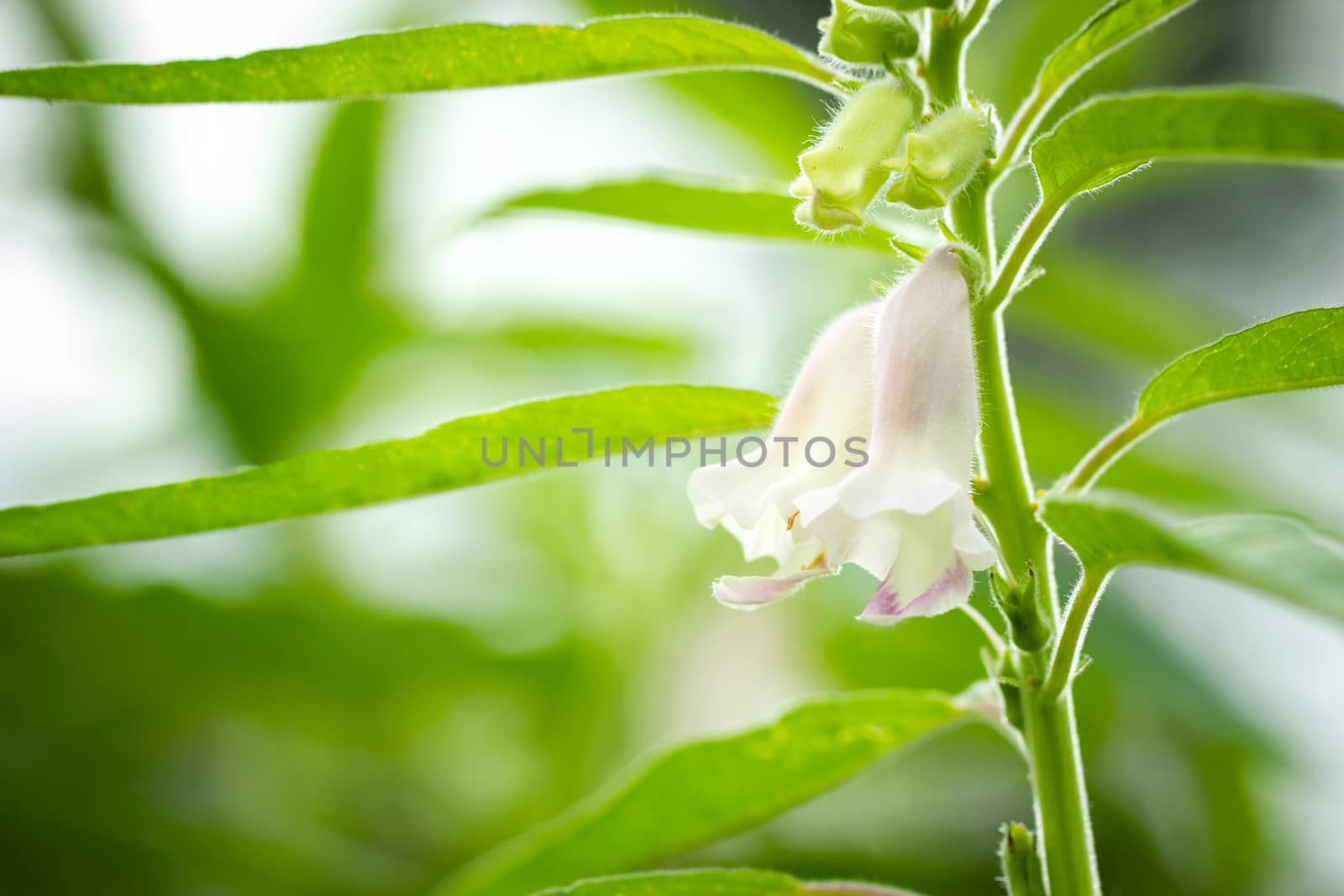 The white flower of sesame on a tree in blur background and morning sunlight at the plantation. Closeup and copy space on the left. The concept of agricultural products of farmers.