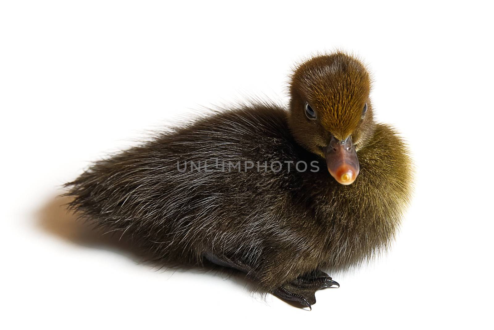 Brown newborn duckling closeup on white background