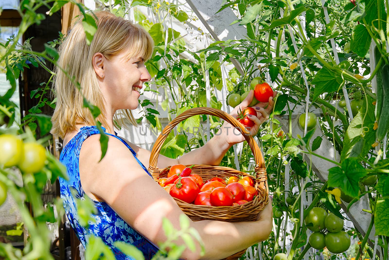 in the greenhouse smiling blond woman collects ripe red ecological tomatoes into a wicker basket. eco food home gardening concept