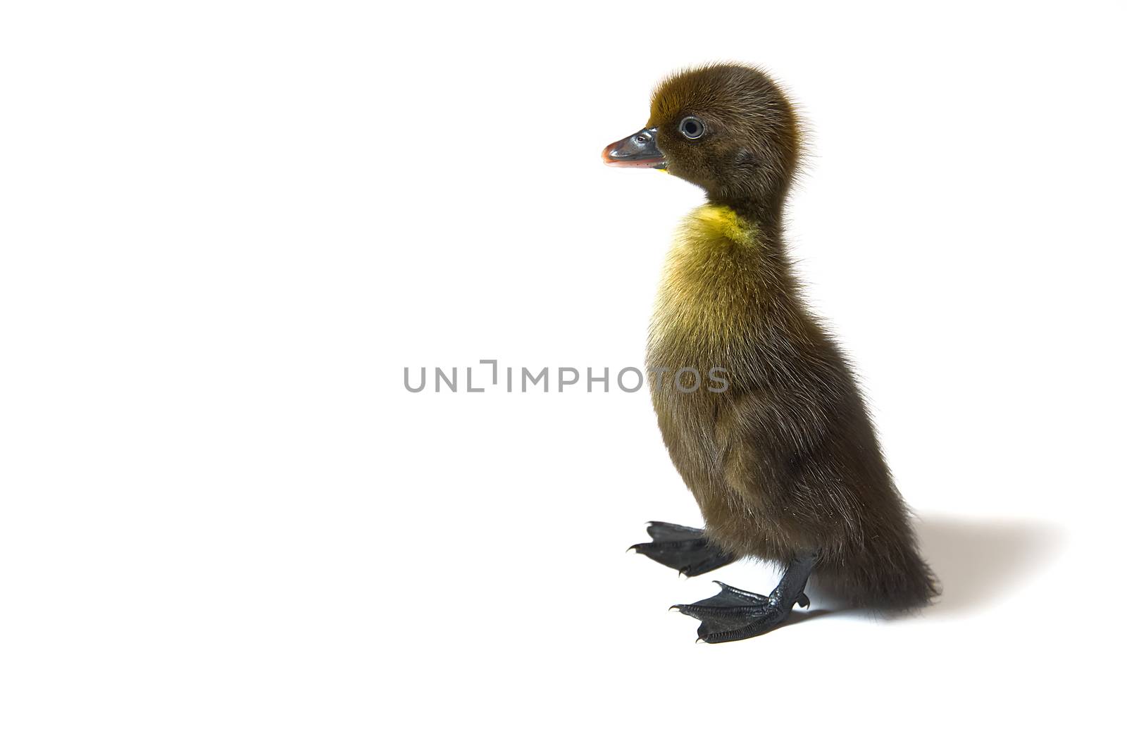 Brown newborn duckling closeup on white background. by PhotoTime