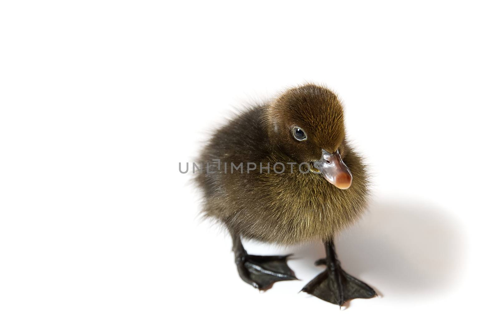 Brown newborn duckling closeup on white background