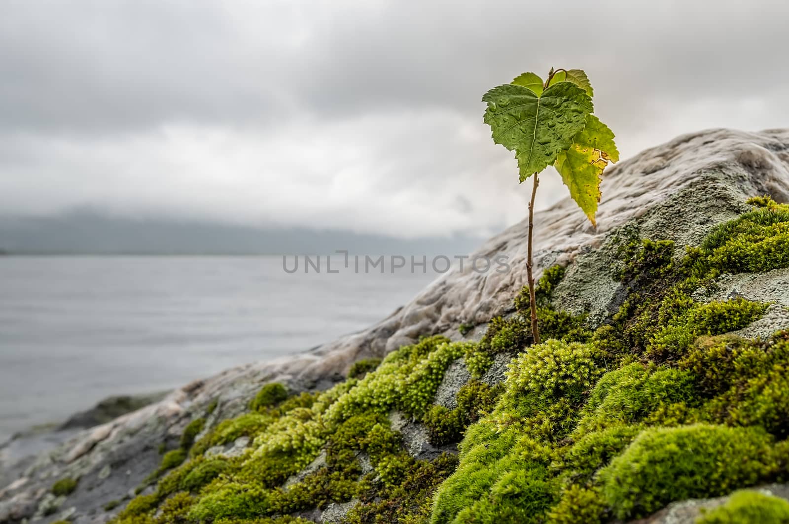 a birch sprout sprouted on a stone with moss with raindrops on the leaves against the background of a misty mountain lake