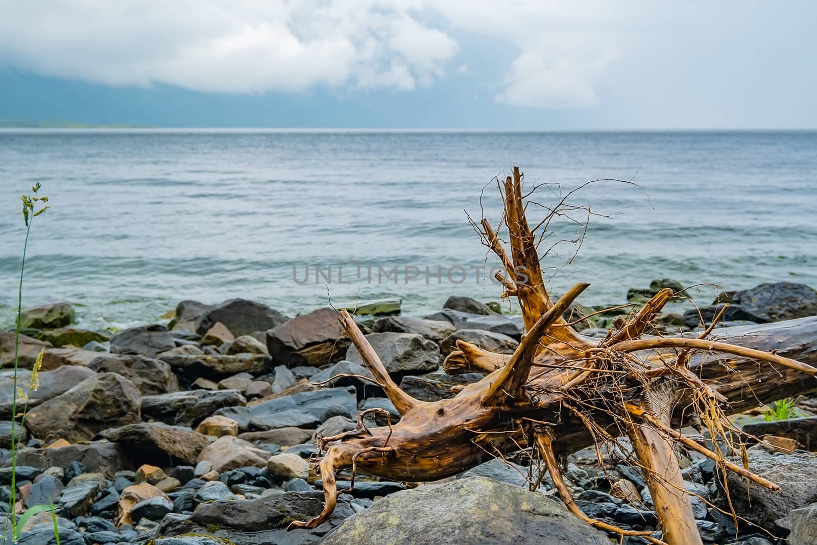 the wet root of an old snag of a sinking tree lies on the rocky shore of the lake in rainy foggy weather