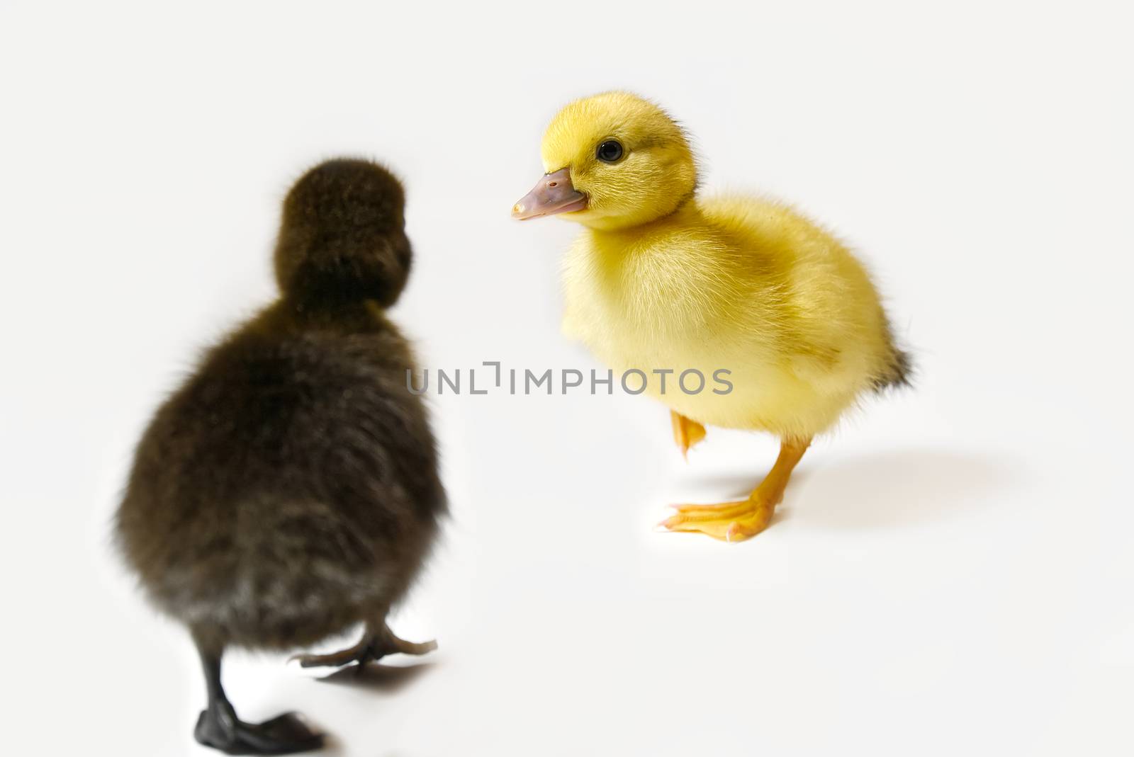 Yellow and Brown newborn duckling closeup on white background. by PhotoTime