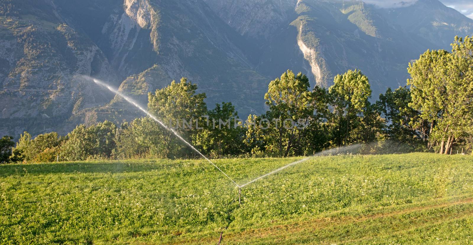 Sprinkler watering a lawn in Switserland by michaklootwijk