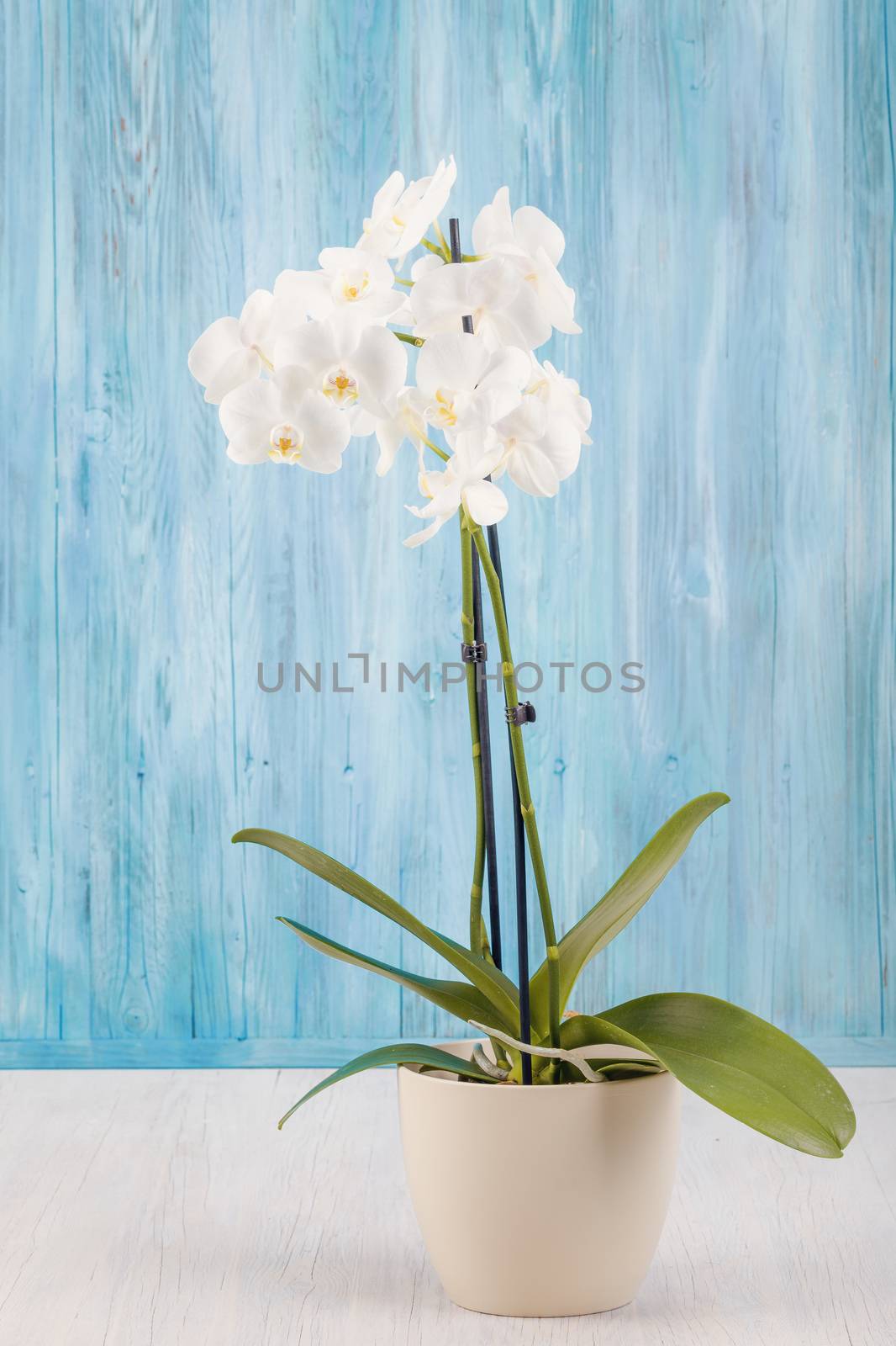 romantic branch of white orchid on blue wooden background, studio shoot