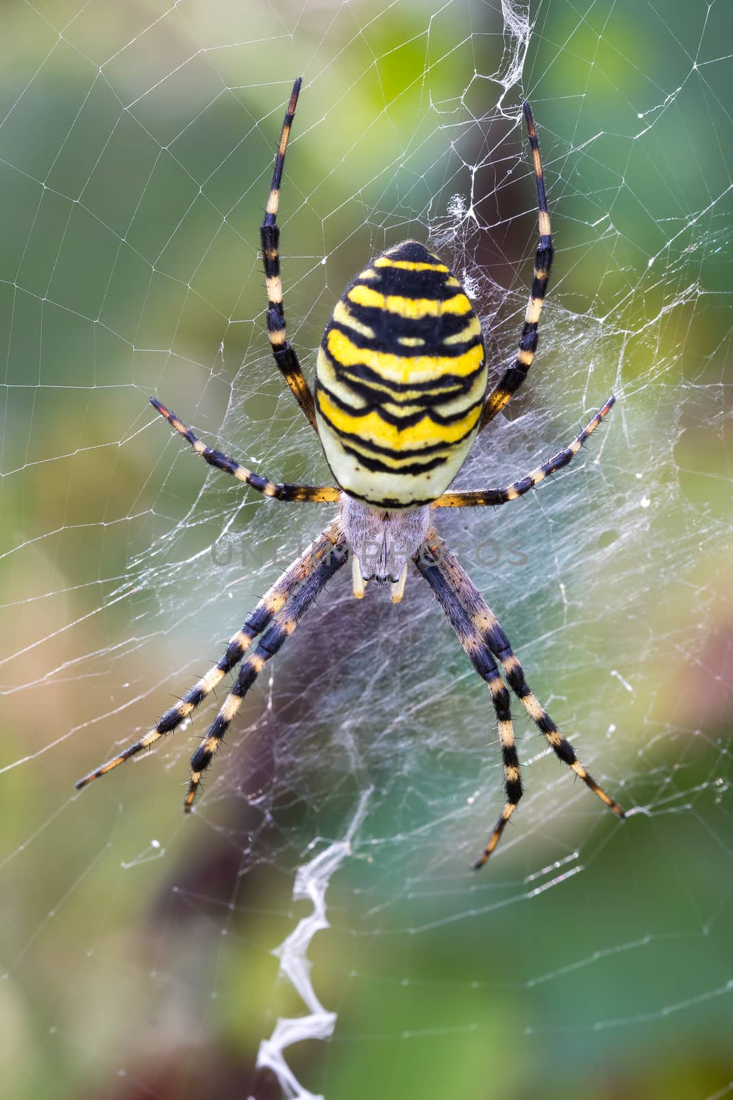 Argiope bruennichi (wasp spider) on web by artush