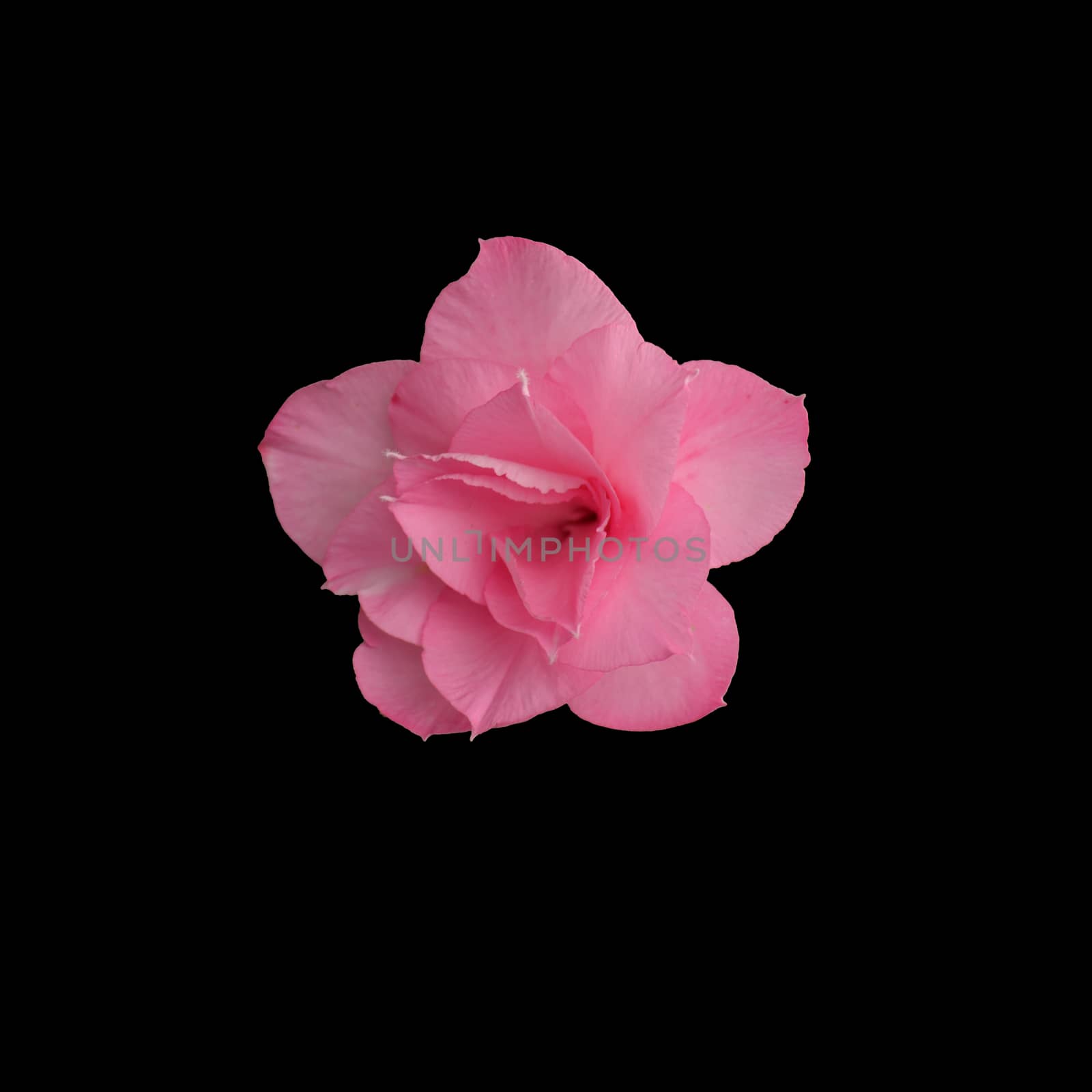 Pink flower isolated on the black background and texture. by TrinTra