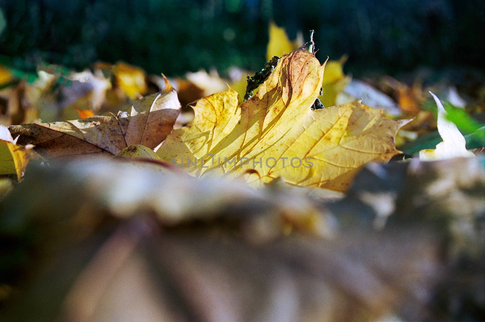 Yellow Mapple leaf laying on the ground in autumn with sunny backlight shinning through with a dark forest in the background