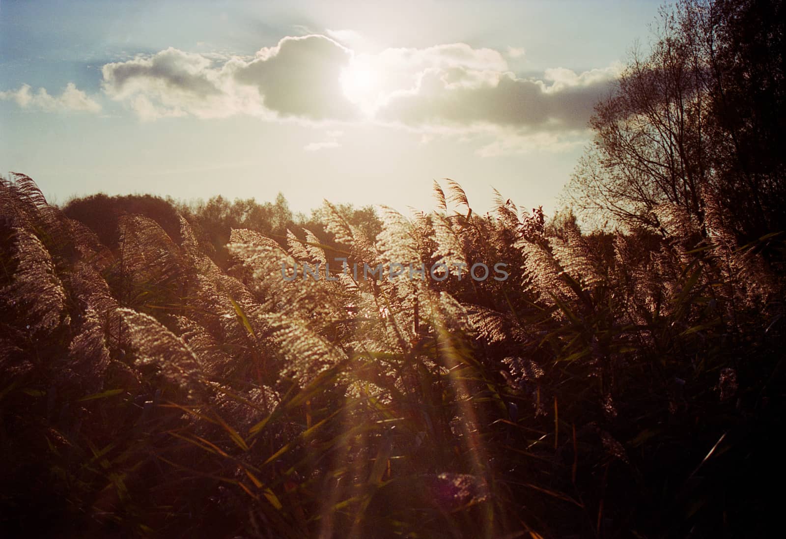 Silhouette of group of reed in warm autumnal  backlighting sunlight with clouds in the sky. The sun is bursting through the clouds
