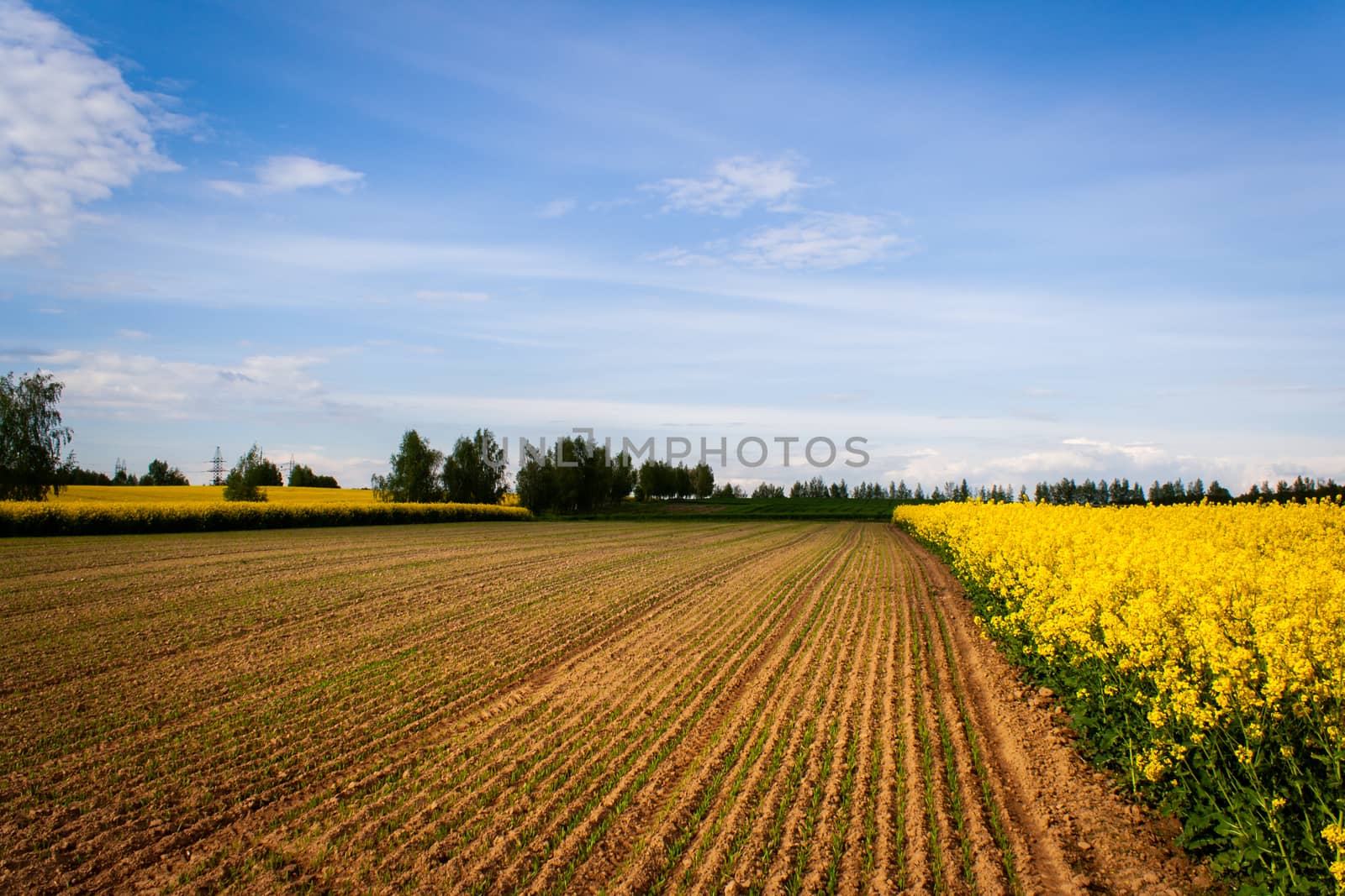 Beautiful image of fields of yellow rape and green wheat Green meadow, forest. Cultivation of agricultural crops. Spring sunny landscape with blue sky. Wallpaper of nature