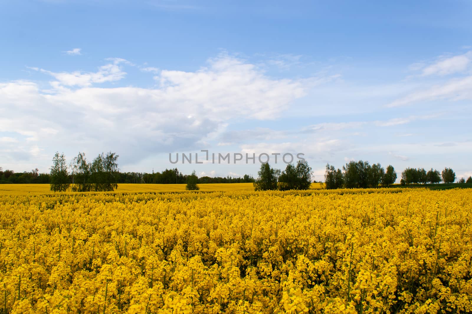 Beautiful field of yellow rape and trees. by Sunmax