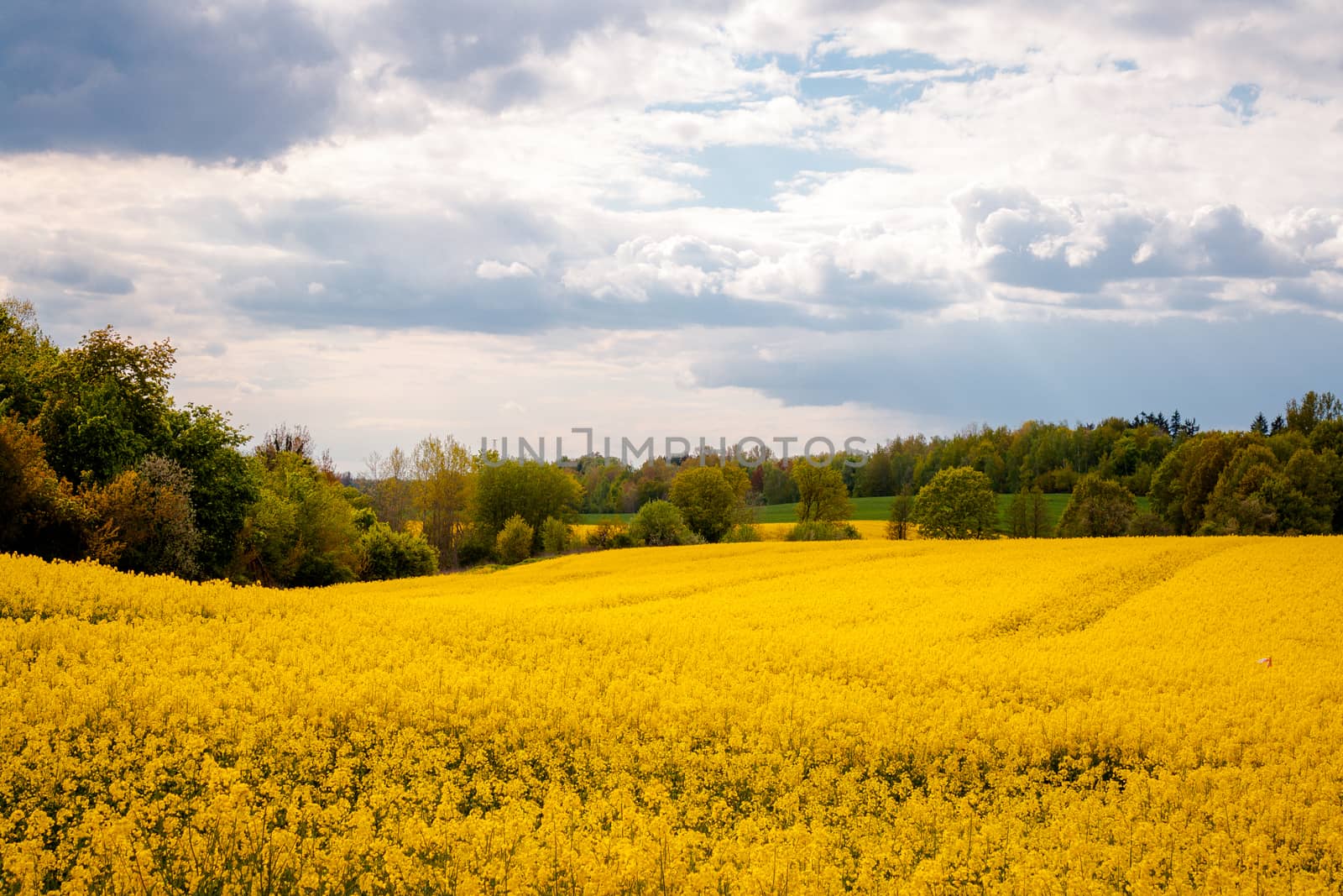 Beautiful field of yellow rape and green trees. by Sunmax
