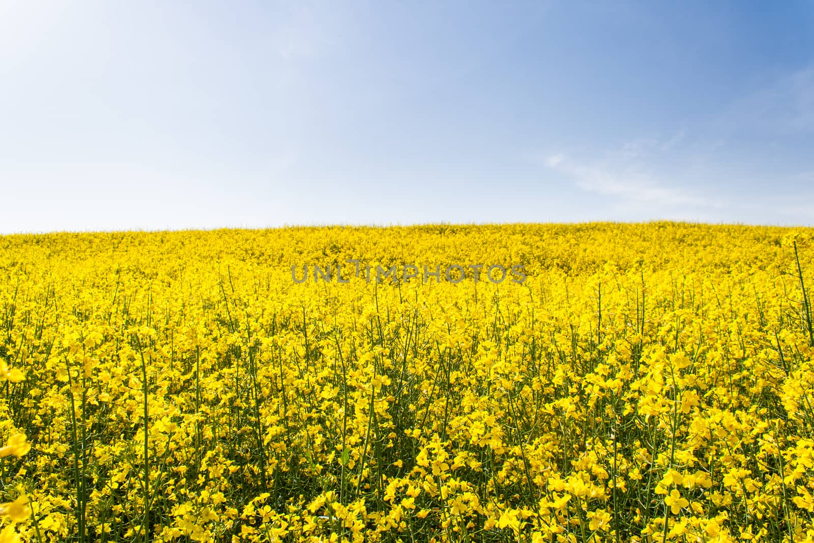 Beautiful field of yellow rape on sky background by Sunmax