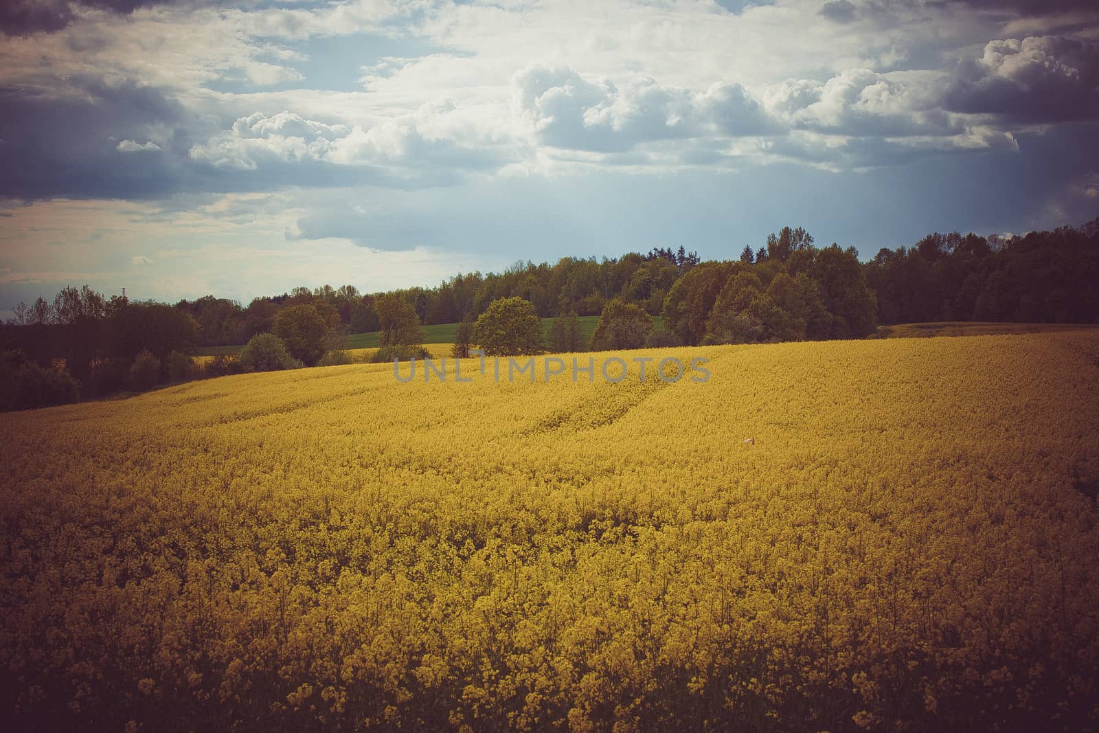 Beautiful field of yellow rape and green trees. Meadow with a forest Cultivation of agricultural crops. Spring sunny landscape with blue sky. Wallpaper of nature