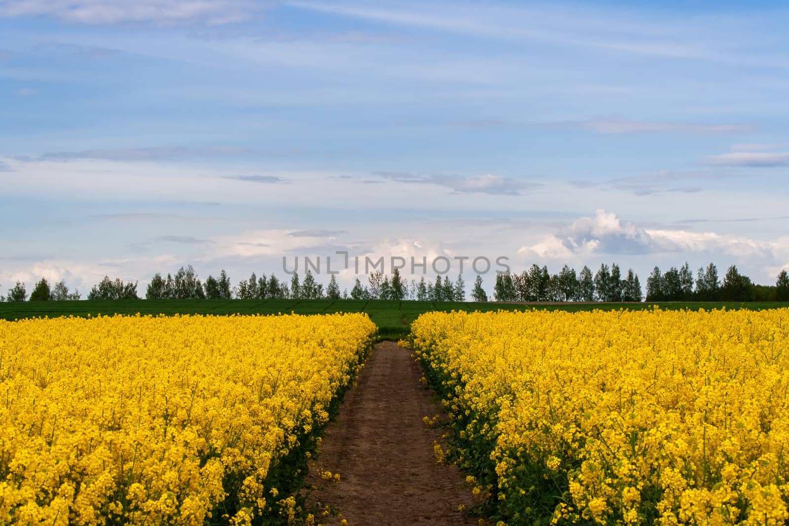 Beautiful field of yellow rape and green wheat. by Sunmax