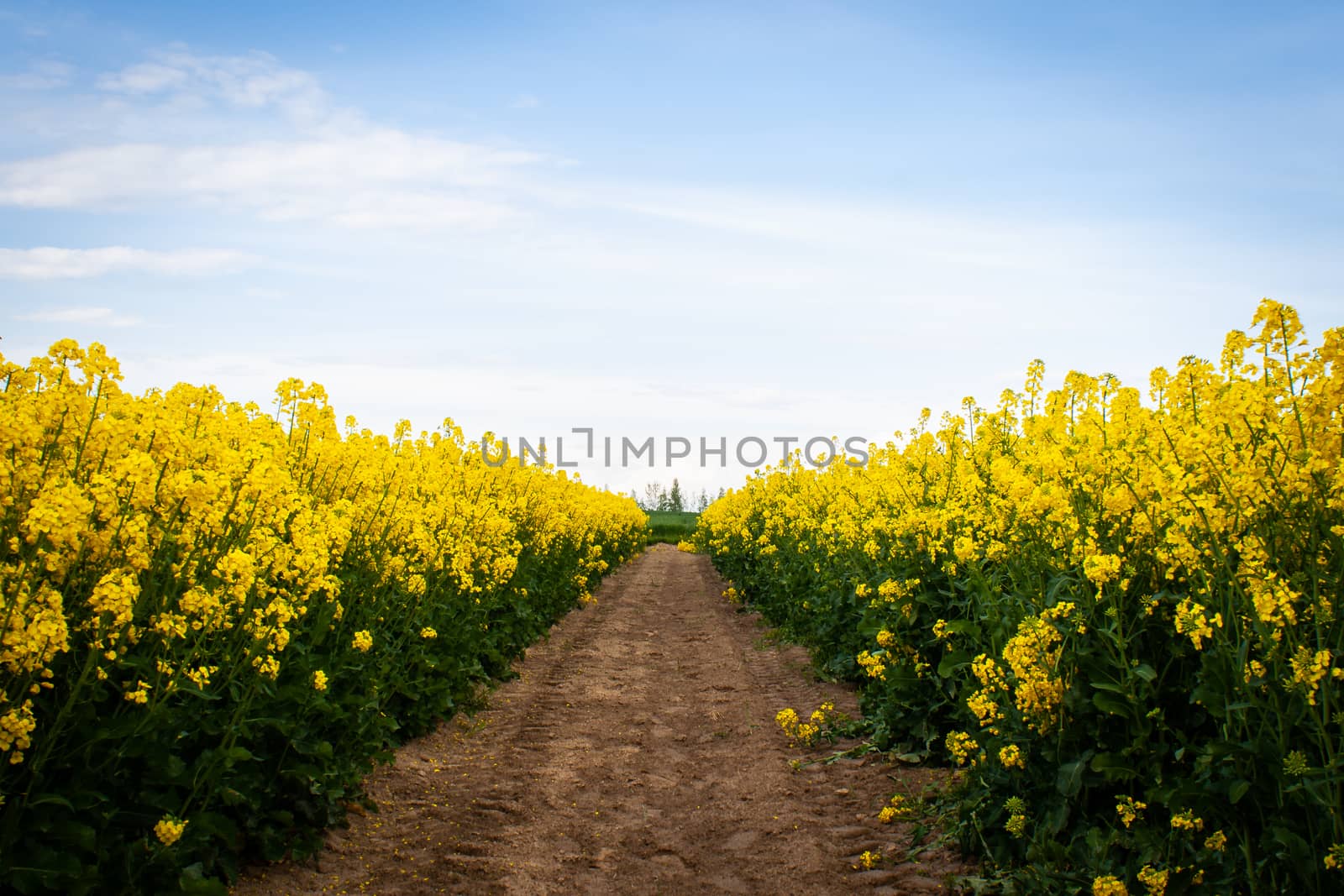 Beautiful field of yellow rape. Meadow with a forest Cultivation of agricultural crops. Spring sunny landscape with blue sky. Wallpaper of nature in Belarus