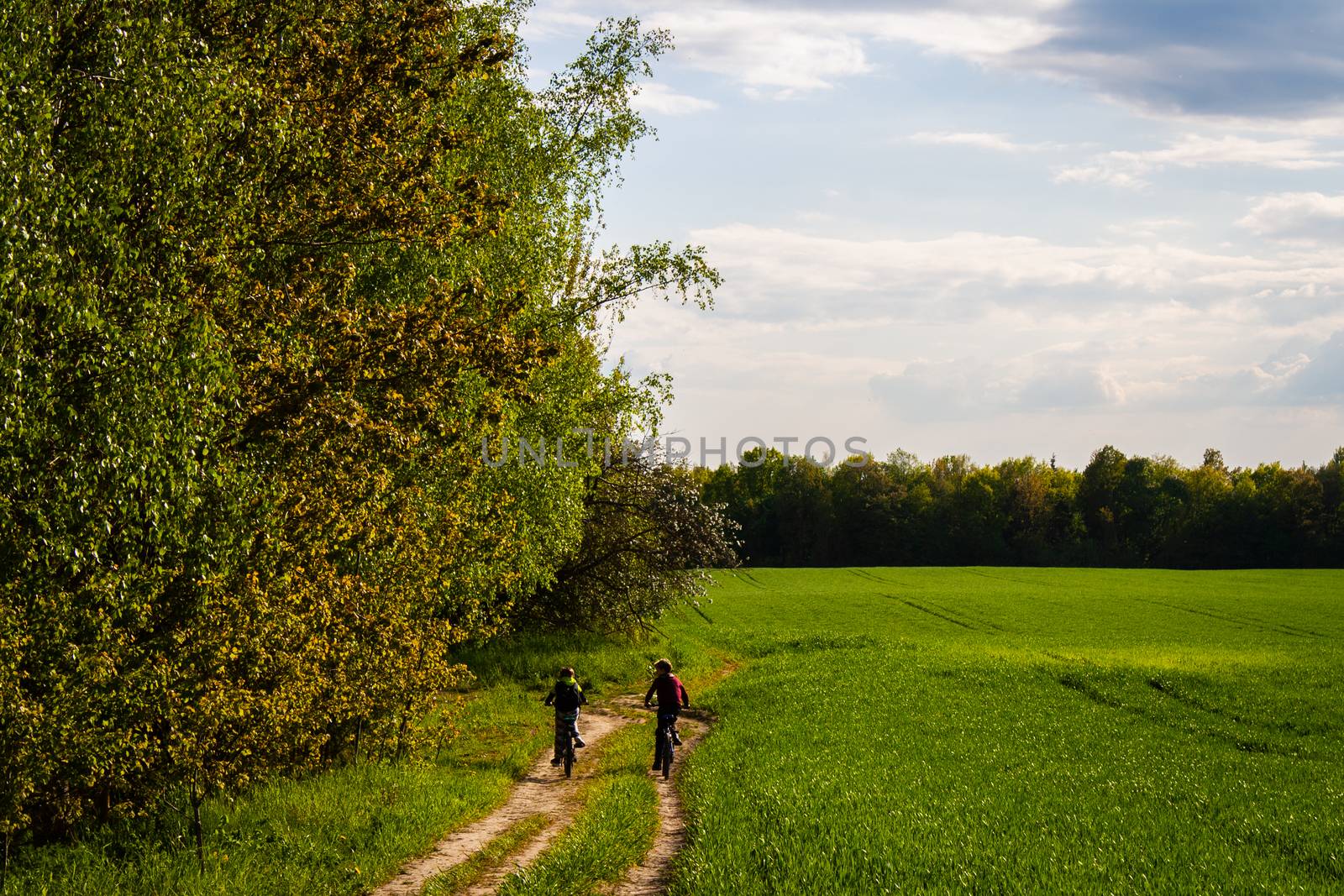 Beautiful field of young green wheat and forest by Sunmax