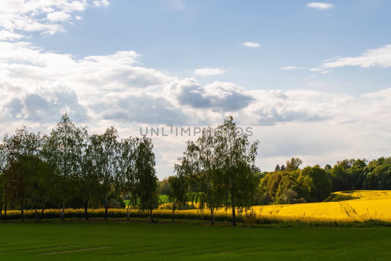 Beautiful field of yellow rape and green trees. Meadow with a forest Cultivation of agricultural crops. Spring sunny landscape with blue sky. Wallpaper of nature