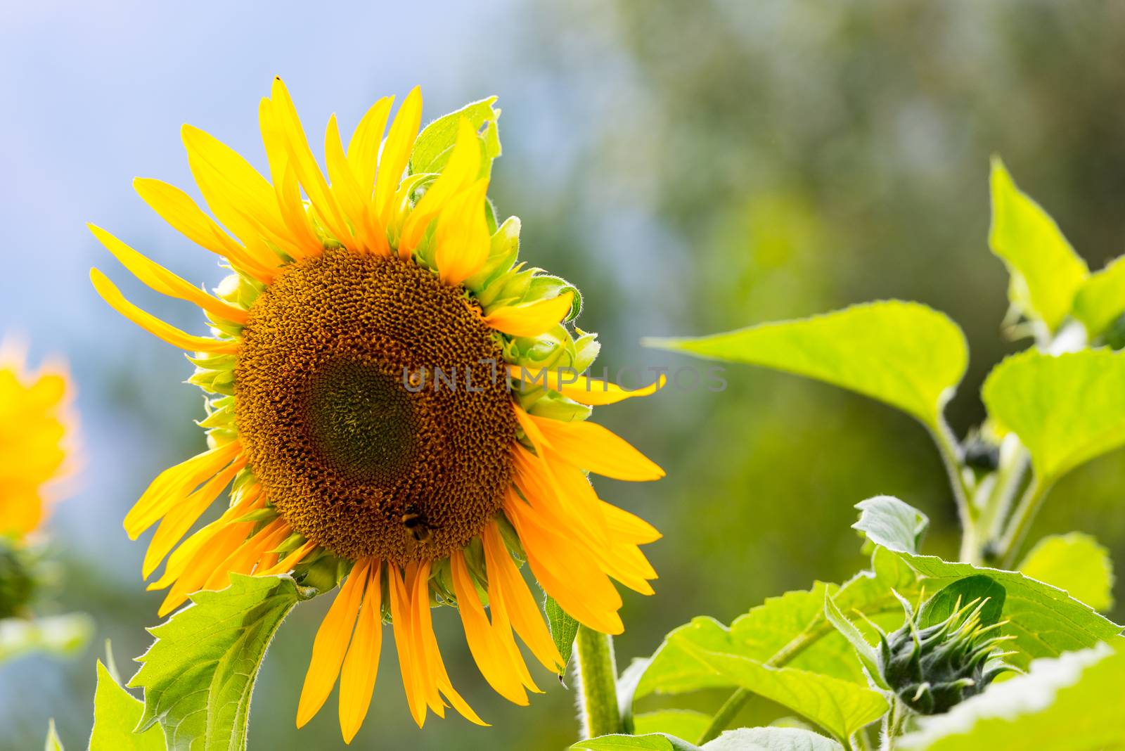 Sunflowers in Jardins de Juberri in summer 2020 in the Pyrenees of Andorra.