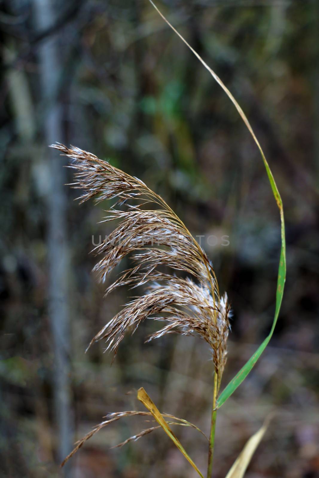 Beautiful swamp grass, also known as schoenoplectus, bulrushes