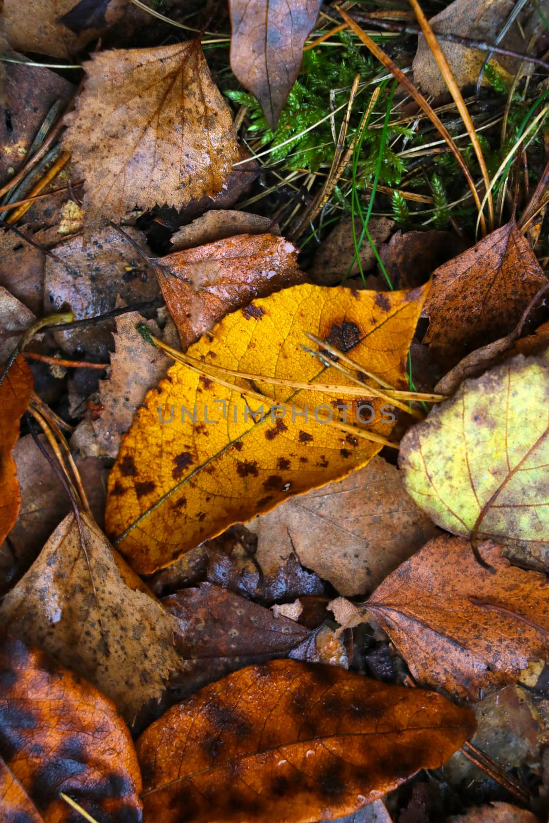 Yellow autumn leaves lie on the ground. Change of seasons