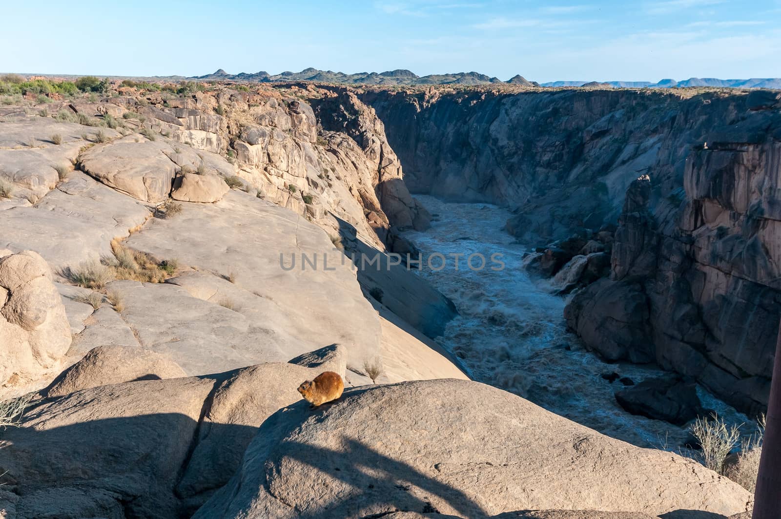 A hyrax, Procavia capensis, on a rock at the Augrabies Waterfalls. The Orange River is visible