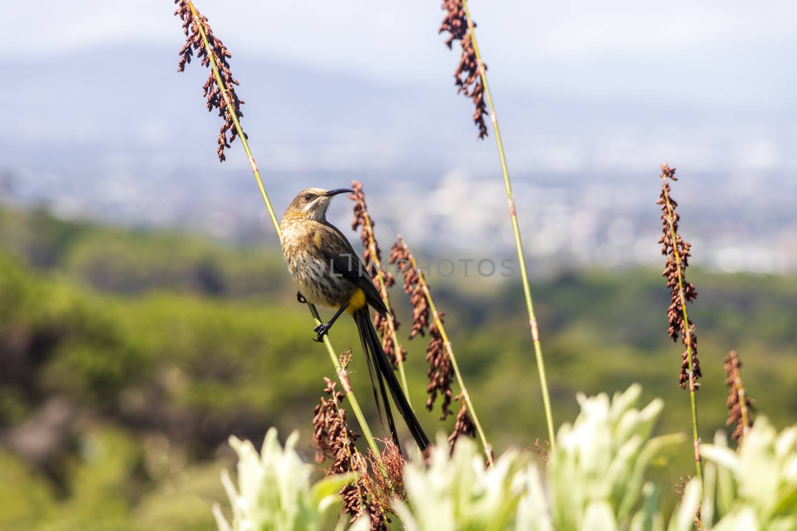 Cape sugarbird sitting on plants flowers in Kirstenbosch National Botanical Garden, Cape Town, South Africa.