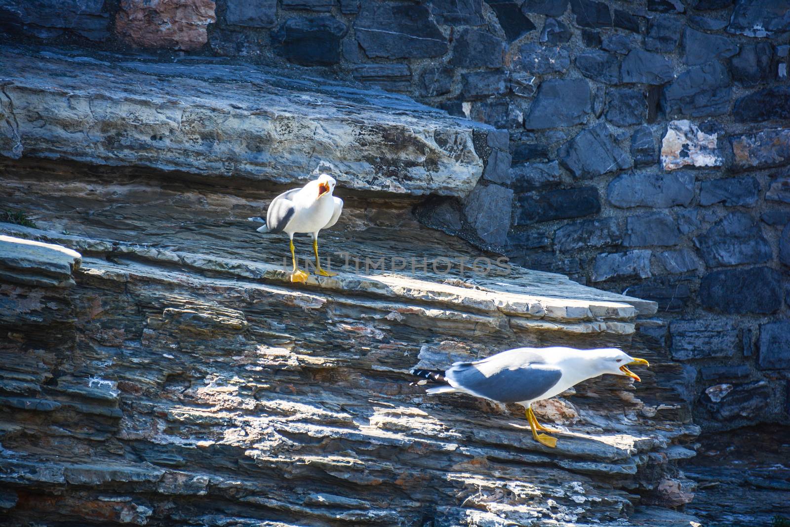 seagulls menacing scream on the cliff