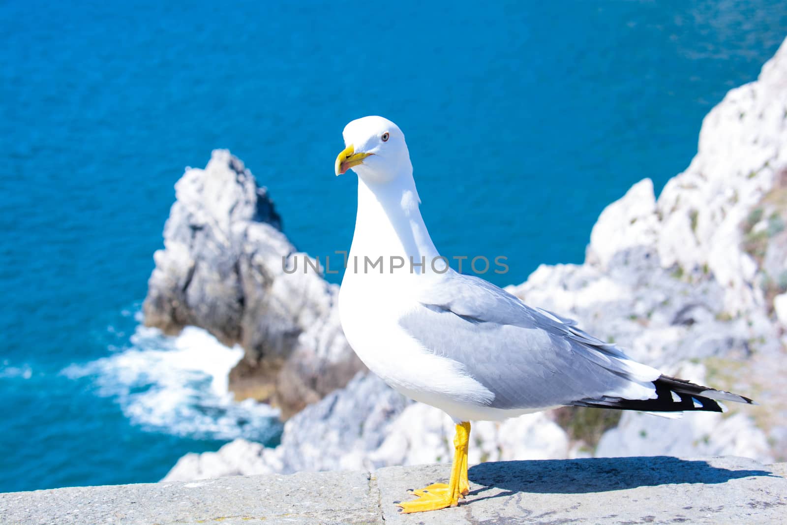 seagull show itself like a model on the rocks