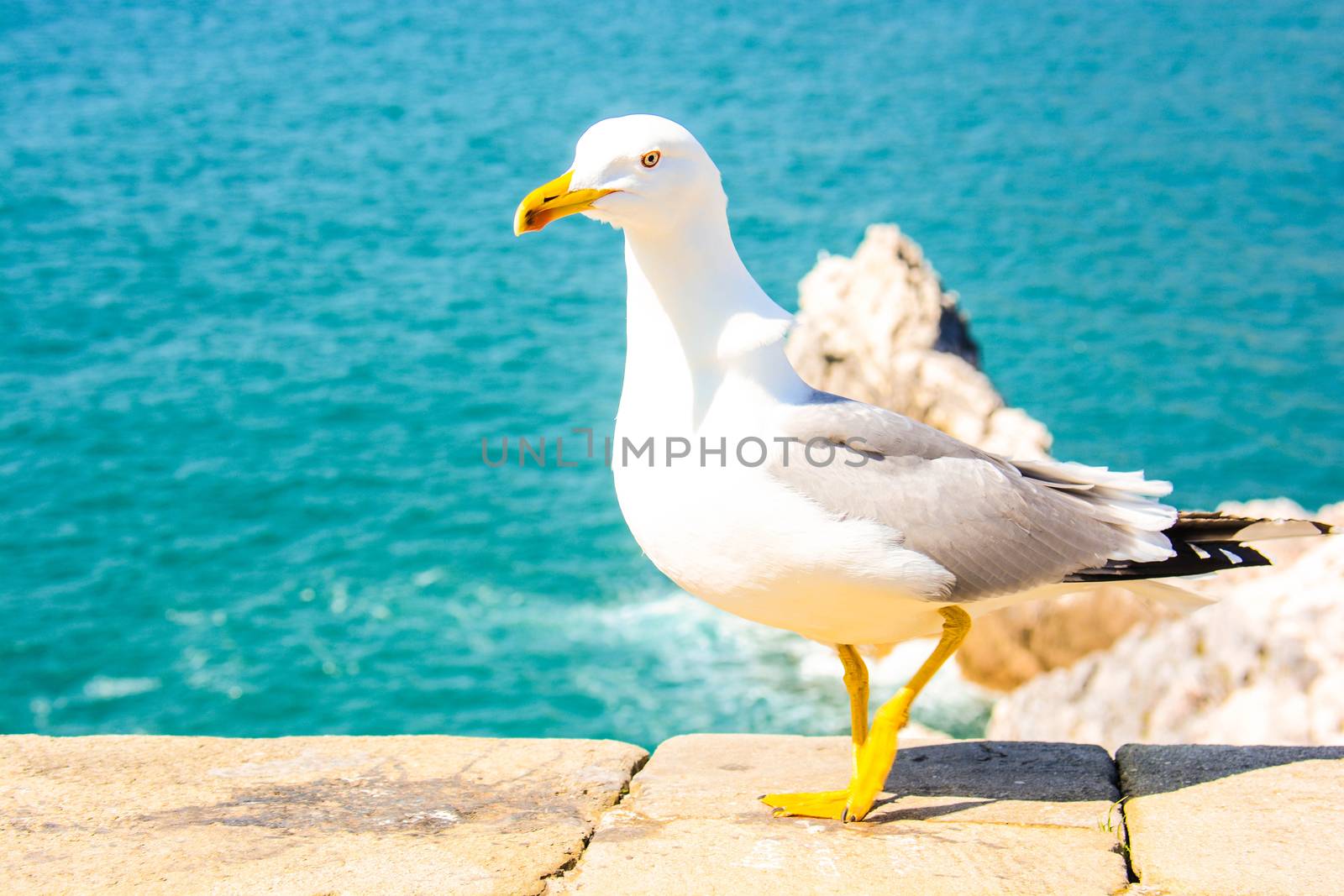 Seagull show itself as a modern fashion model