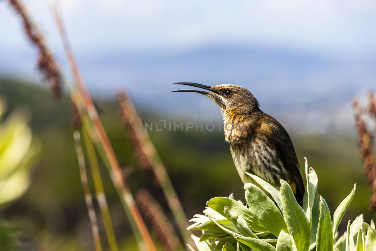 Cape sugarbird sitting on plants flowers in Kirstenbosch National Botanical Garden, Cape Town, South Africa.