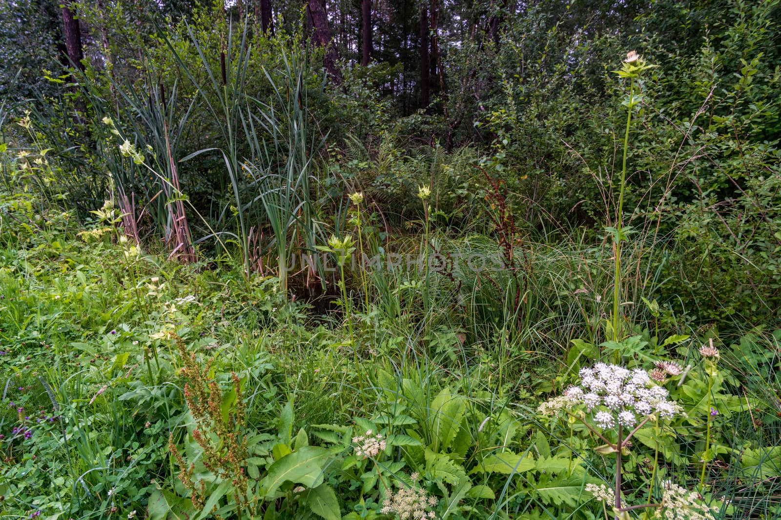 The beautiful nature reserve Wilhelmsdorf Pfrunger Ried in Upper Swabia near Ravensburg and Lake Constance