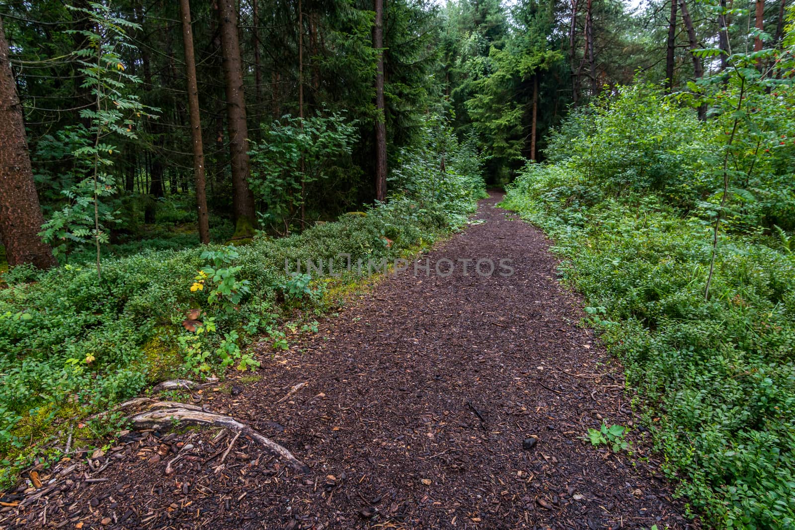 The beautiful nature reserve Wilhelmsdorf Pfrunger Ried in Upper Swabia near Ravensburg and Lake Constance