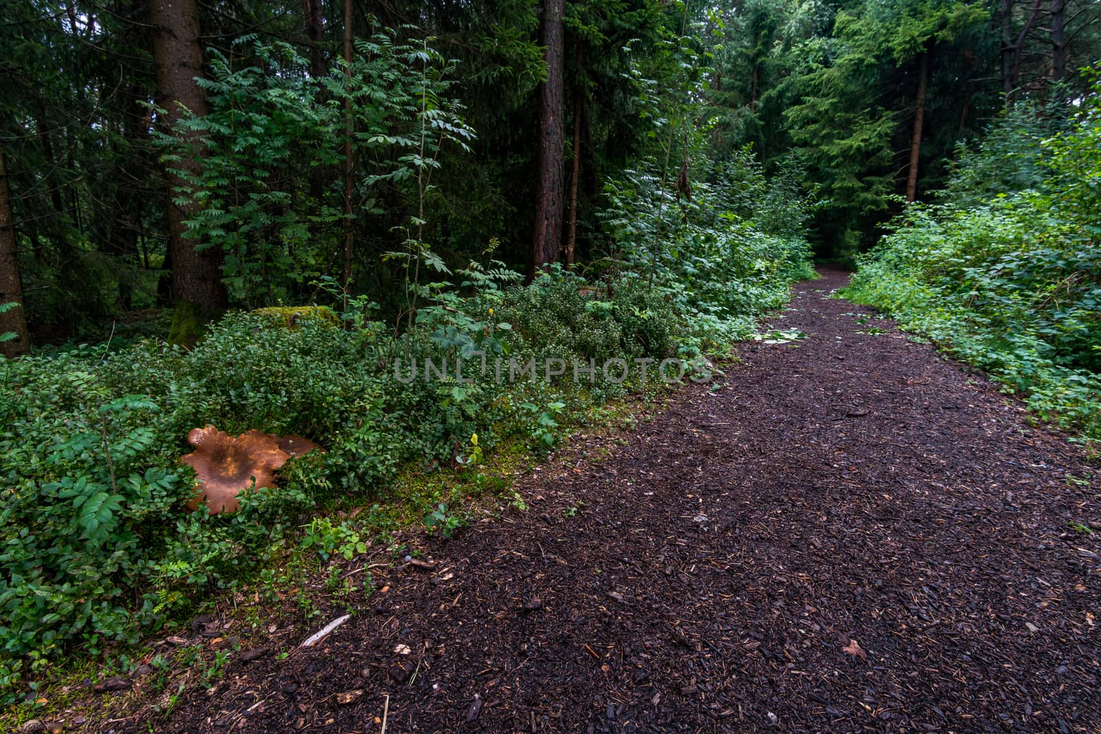 Nature reserve Wilhelmsdorf Pfrunger Ried in Upper Swabia by mindscapephotos