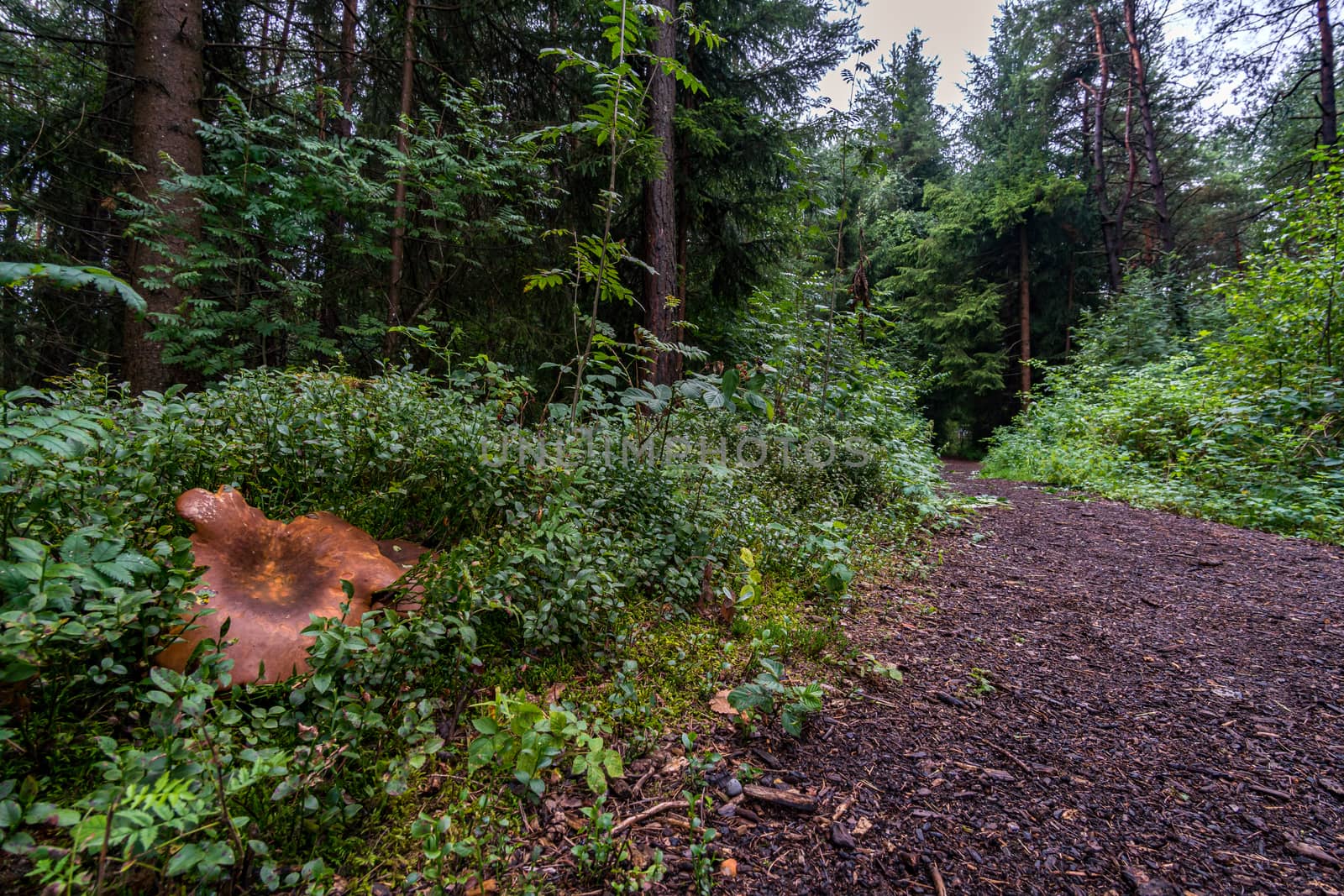 The beautiful nature reserve Wilhelmsdorf Pfrunger Ried in Upper Swabia near Ravensburg and Lake Constance