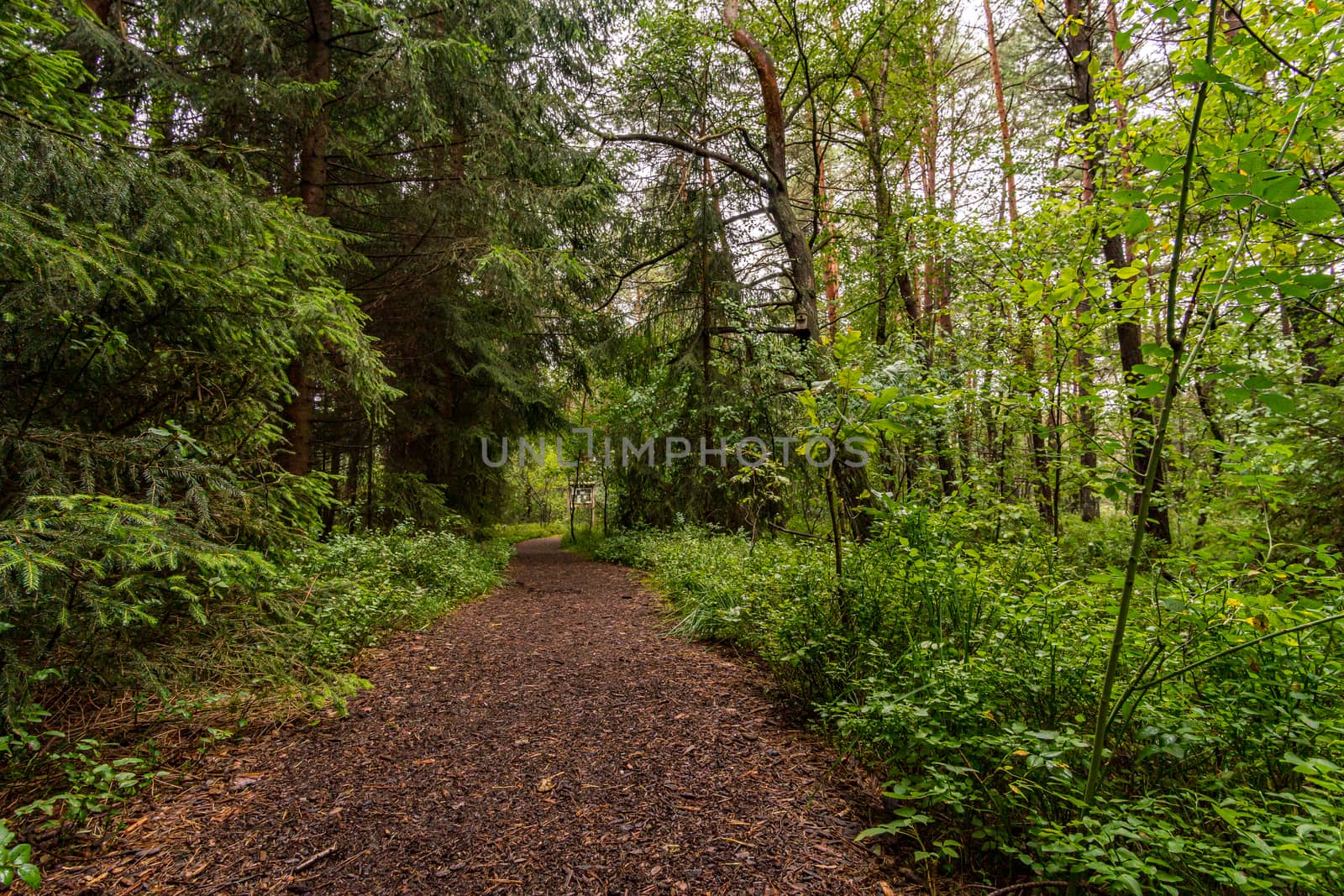 Nature reserve Wilhelmsdorf Pfrunger Ried in Upper Swabia by mindscapephotos