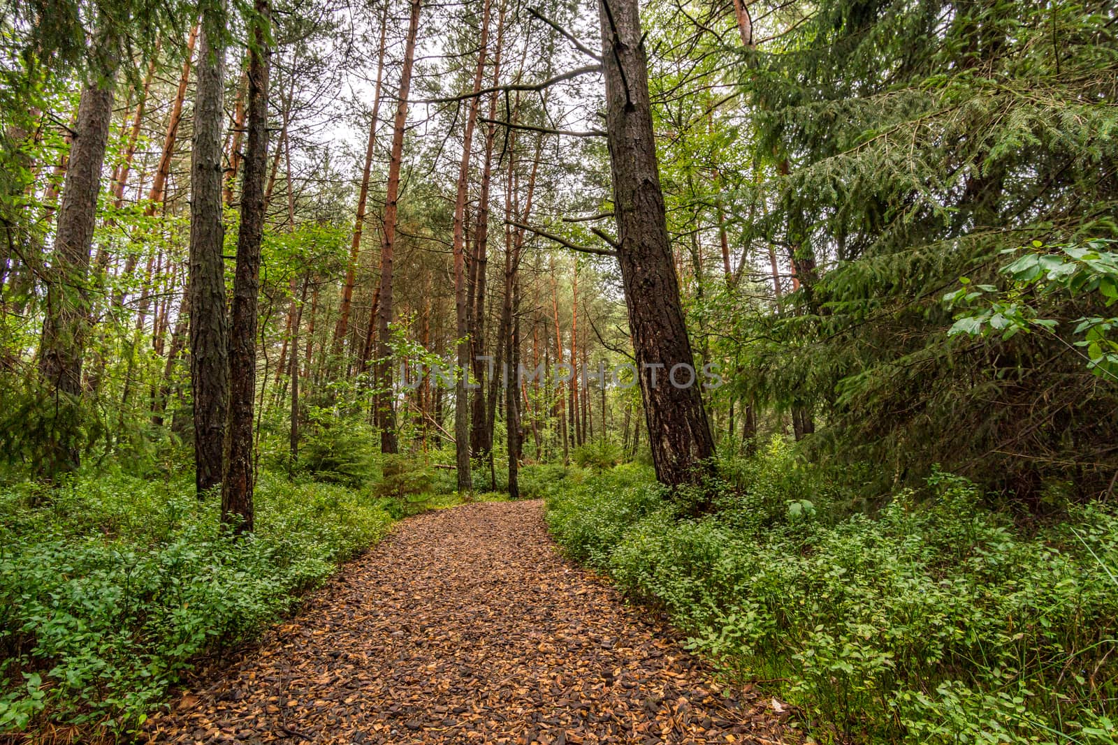 The beautiful nature reserve Wilhelmsdorf Pfrunger Ried in Upper Swabia near Ravensburg and Lake Constance