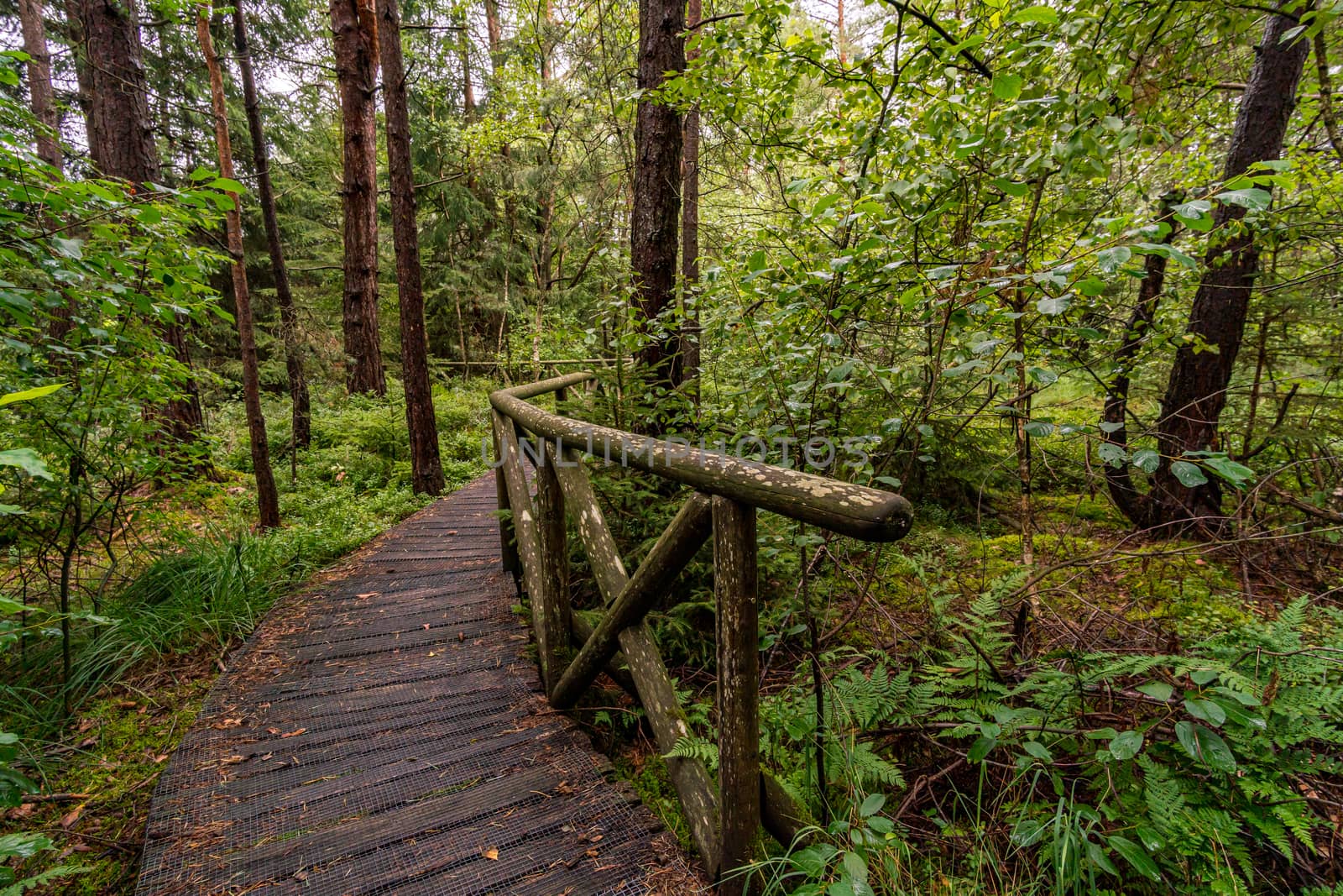 The beautiful nature reserve Wilhelmsdorf Pfrunger Ried in Upper Swabia near Ravensburg and Lake Constance