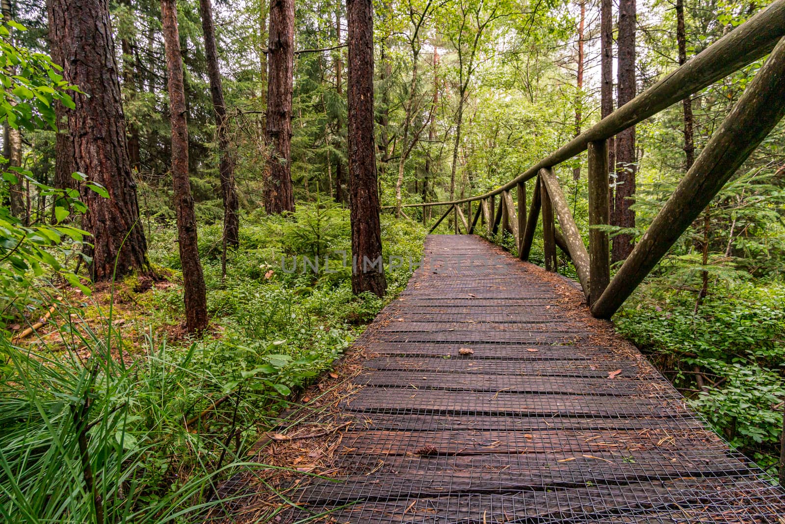 Nature reserve Wilhelmsdorf Pfrunger Ried in Upper Swabia by mindscapephotos