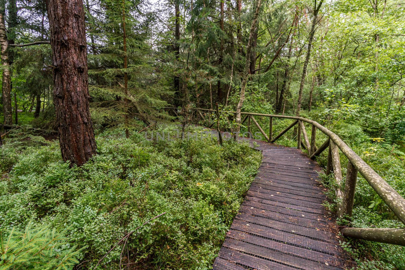 The beautiful nature reserve Wilhelmsdorf Pfrunger Ried in Upper Swabia near Ravensburg and Lake Constance