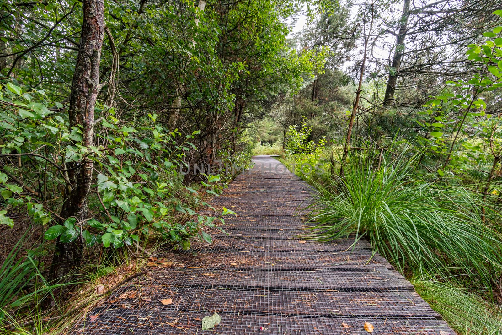 Nature reserve Wilhelmsdorf Pfrunger Ried in Upper Swabia by mindscapephotos